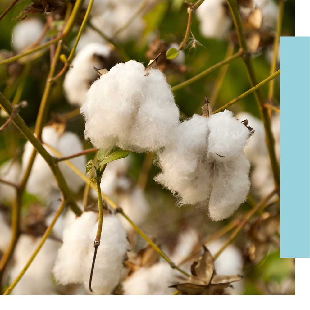 Close up of a cotton plant