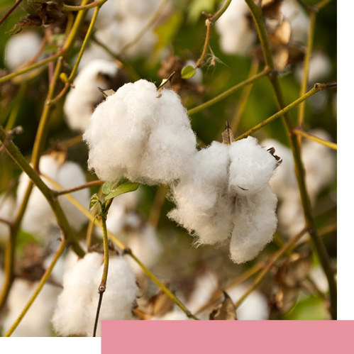 A photo of cotton plan