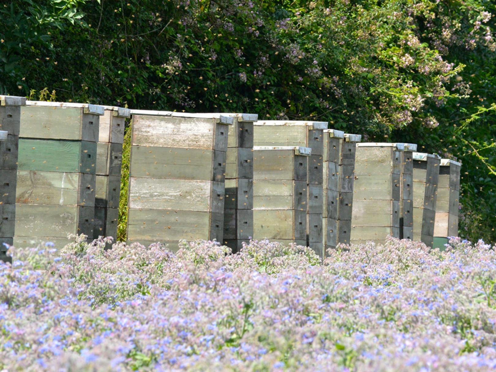 Boxes of Bees in Field