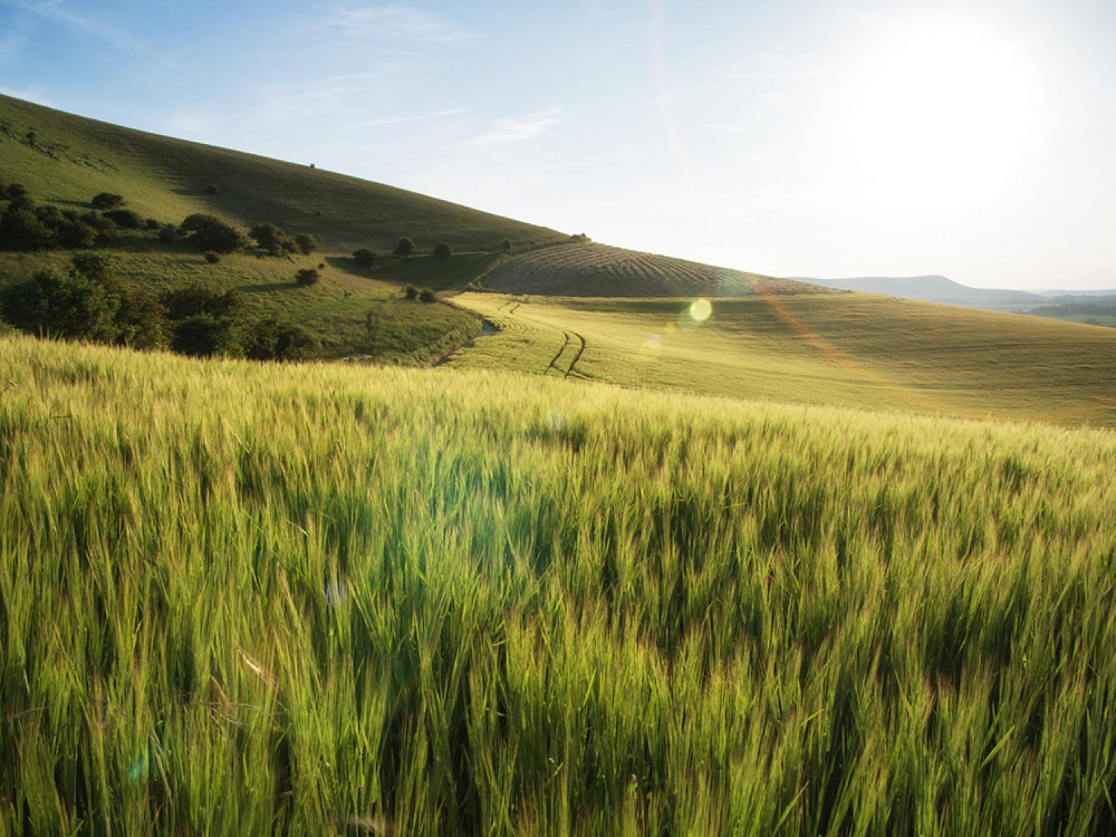 Image of Beautiful Landscape Wheat Field in Bright Summer Sunlight