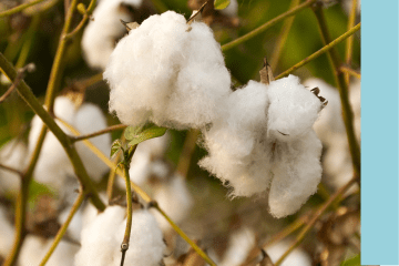 21_04 No7BC Website images What we believe landing page 2.png Cotton plant